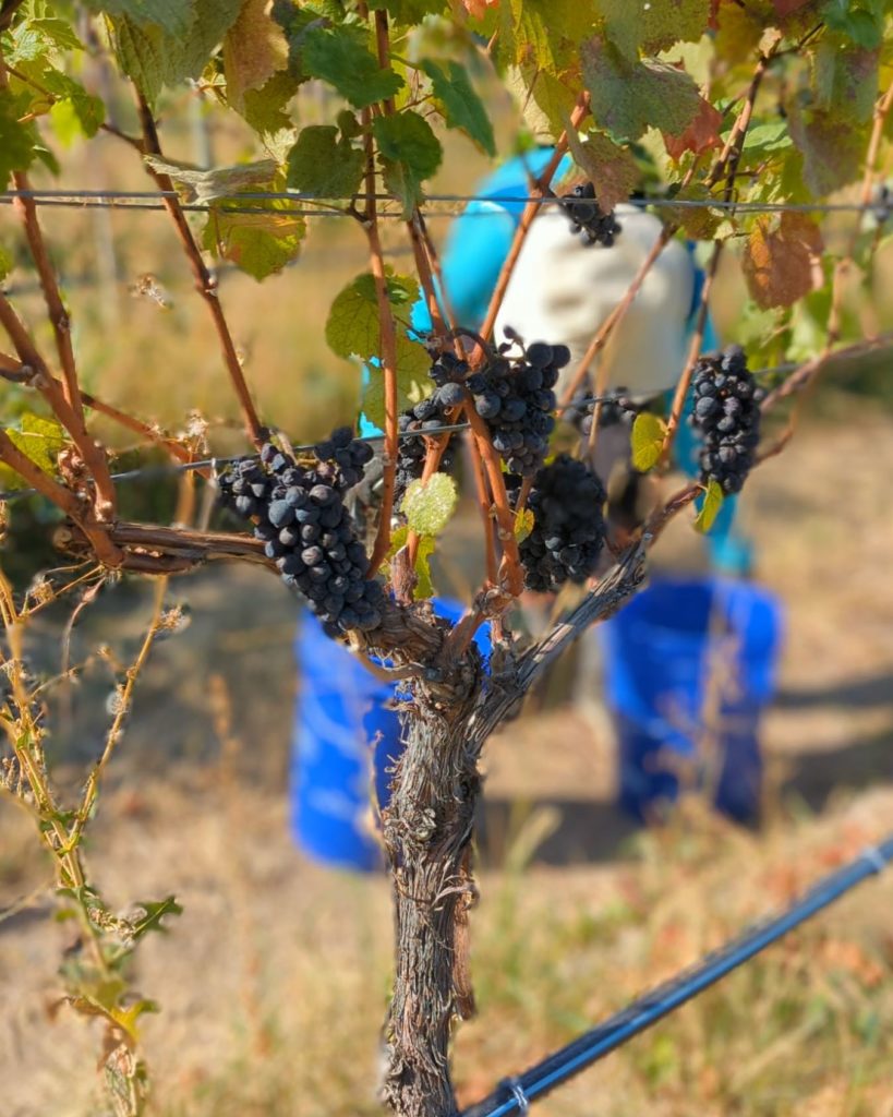 Ready for Bc Harvest at Summerhill Pyramid