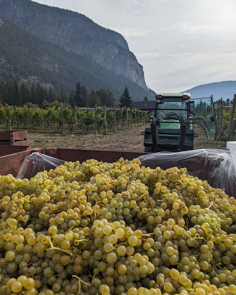 Sunnybrae Vineyards & Winery harvest 2023