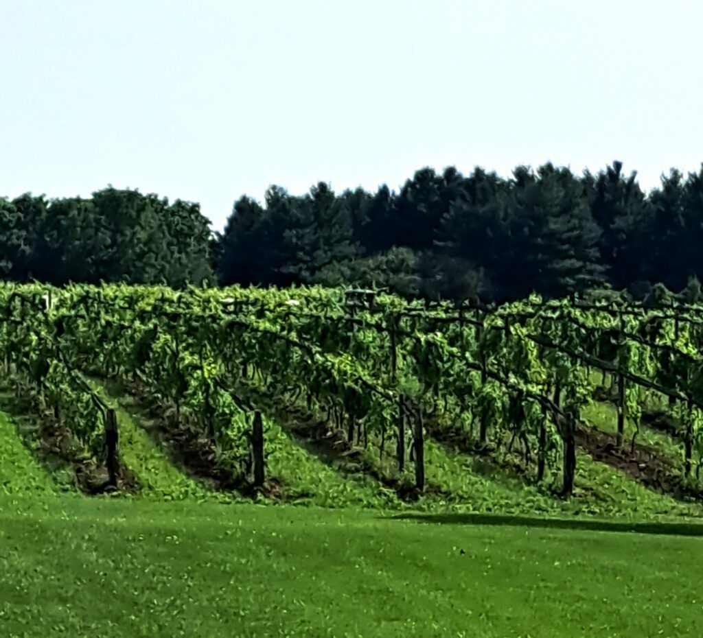 Quai Du Vin Estate Vineyard