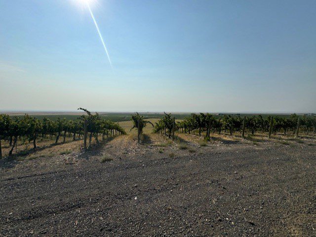 Grapes from Coyote Canyon Vineyard, Horse Heaven Hills AVA, Washington for 2024 Bc vintage