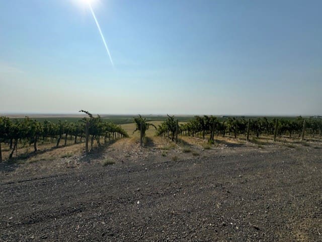 Grapes from Coyote Canyon Vineyard, Horse Heaven Hills AVA, Washington for 2024 Bc vintage