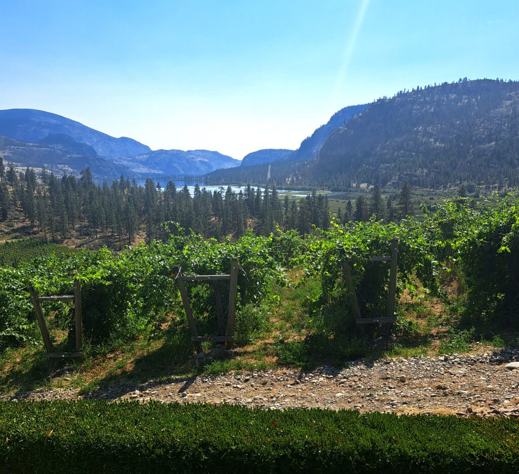 Noble Ridge Estate Vineyard