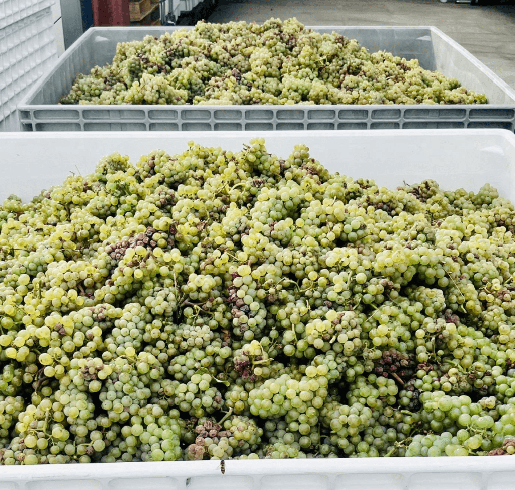 Tightrope Winery harvest