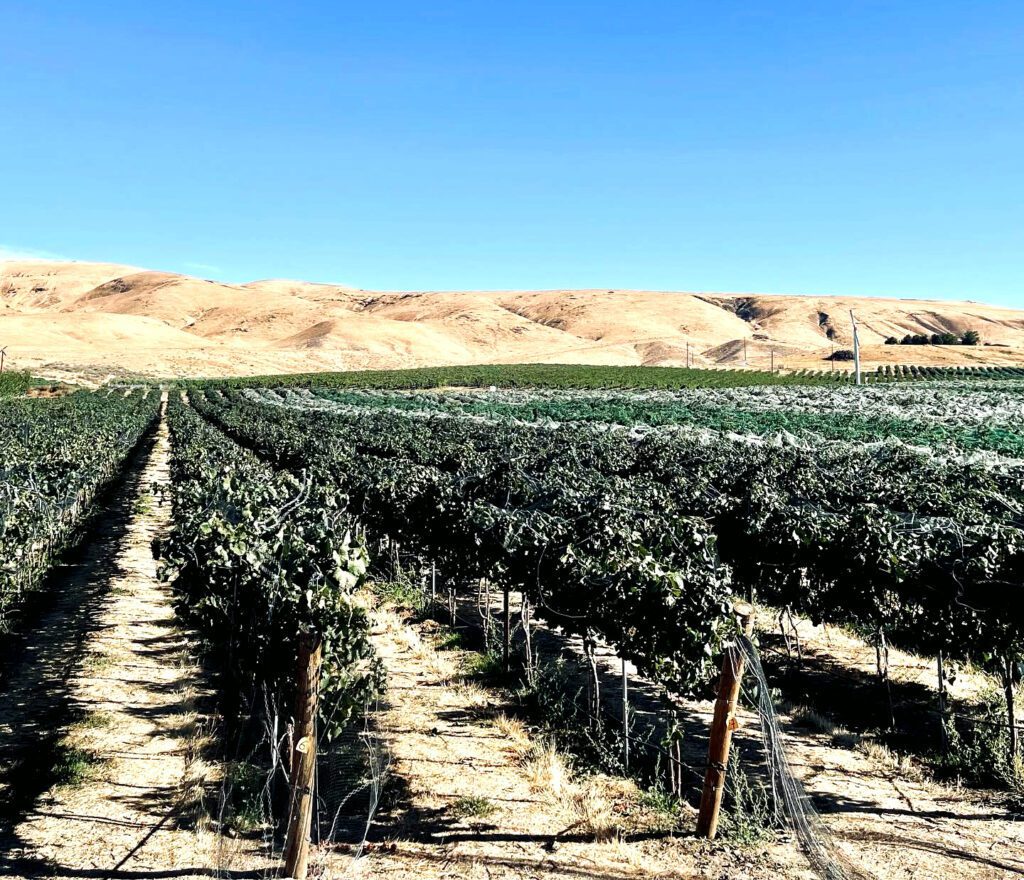 Grapes from Yakima Valley Vineyard in Washington State for 2024 BC Vintage