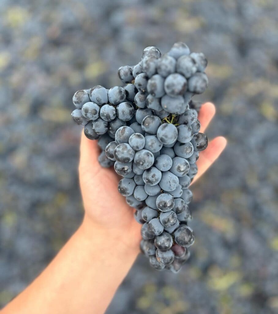 Lightning Rock Winery – Pinot Noir