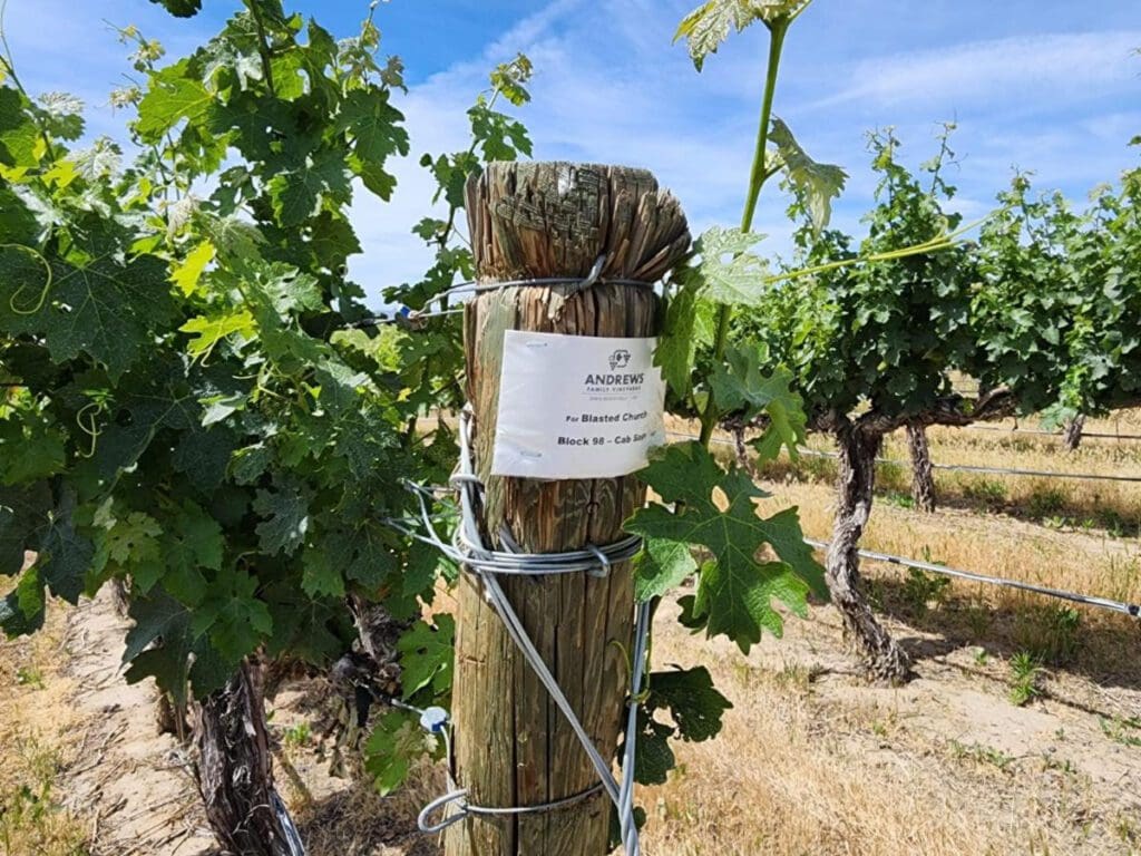 Blasted Church Vineyards at Harvest time
