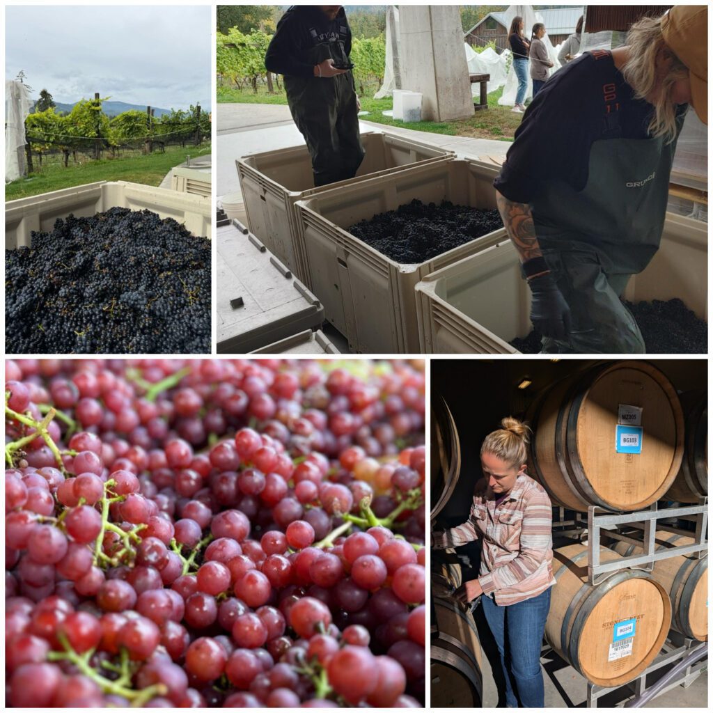 Blue Grouse Winery Harvest Collage