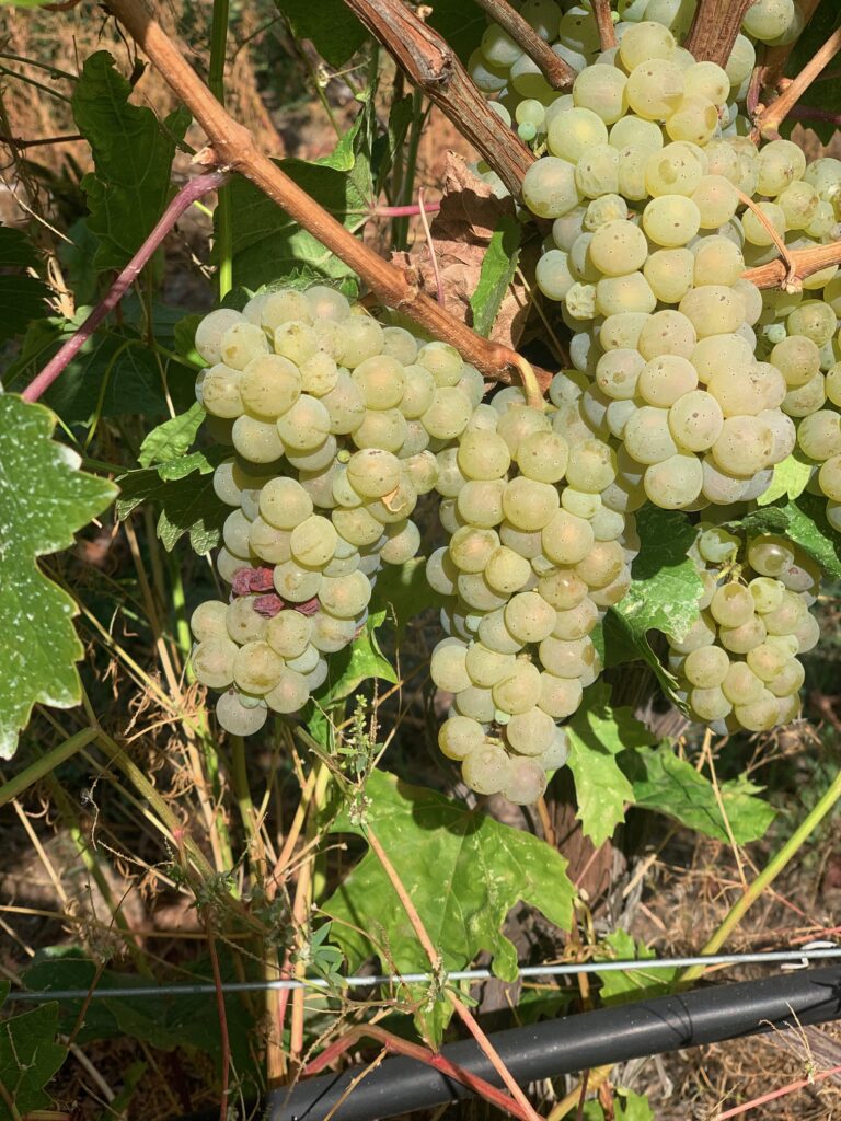 Ripe Riesling grapes near Osoyoos BC just before harvest October 2024