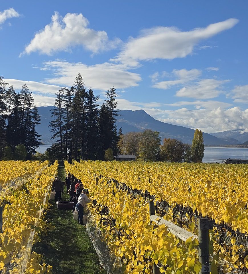 Sunnybrae Vineyards & Winery - Marechal Foch Harvest