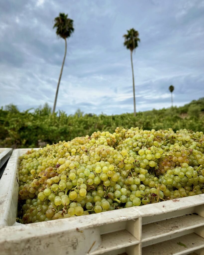 Chardonnay from Four Palms Farm in the Russian River Valley, Sonoma County.