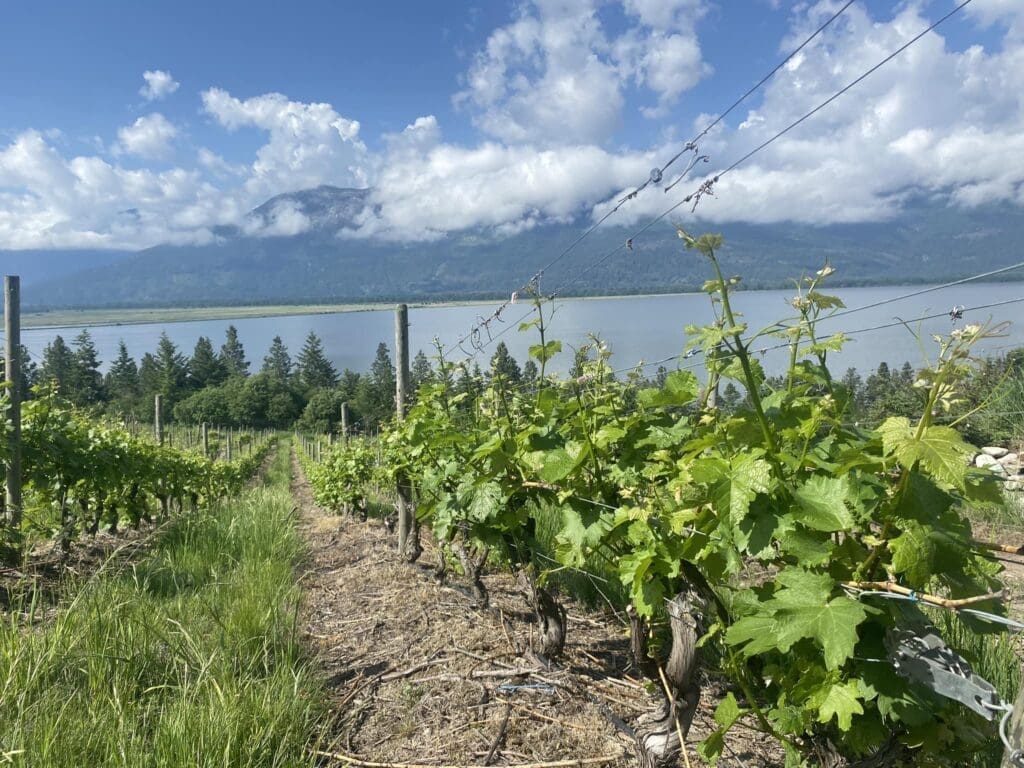 Wynnwood Cellars - Sauvignon Blanc block Sirdar vineyard 