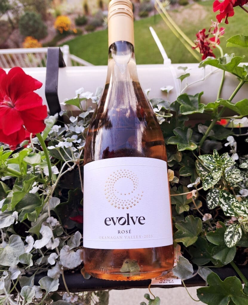 Evolve Rose