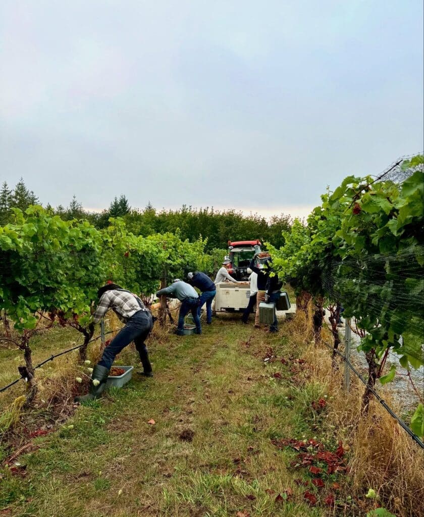 Blue grouse harvesting Siegerrebe, aptly named the "victory vine." 