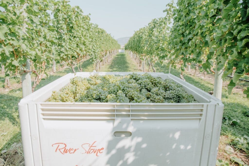River Stone Sauvignon Blanc from the Boulder City Vineyard