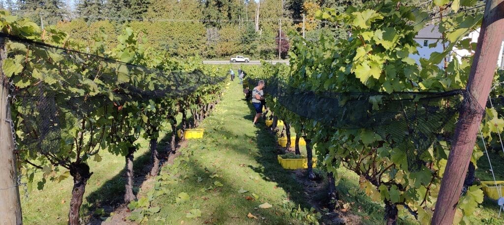 Township 7 Vineyards & Winery Harvest 2025
