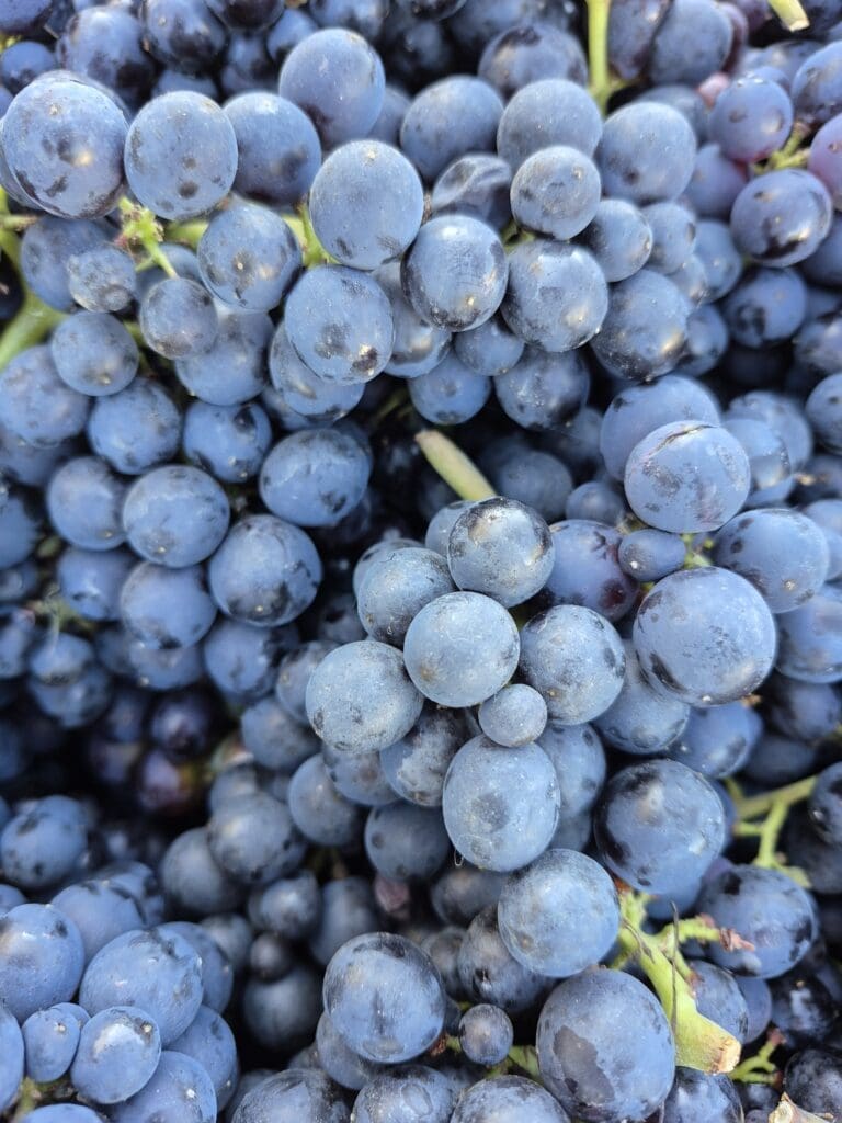 2025 Pinot Noir Singletree Harvest