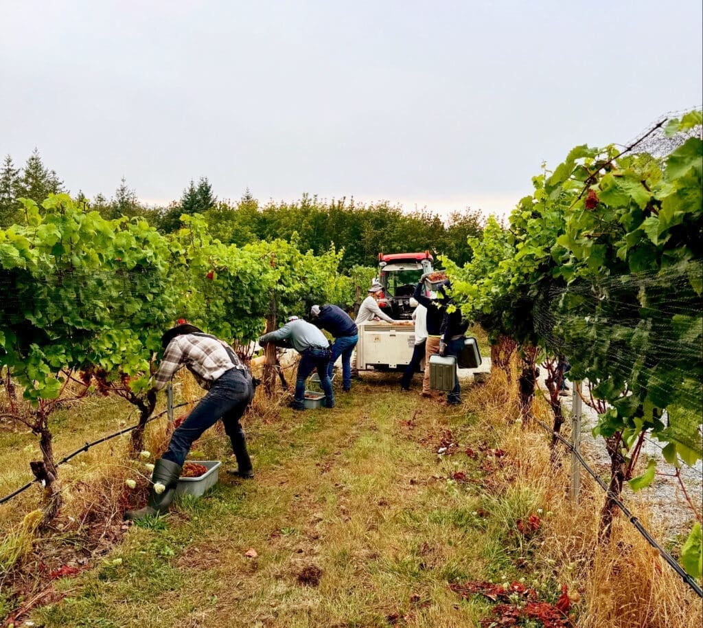 Blue Grouse Estate Winery - Siegerrebe Harvest