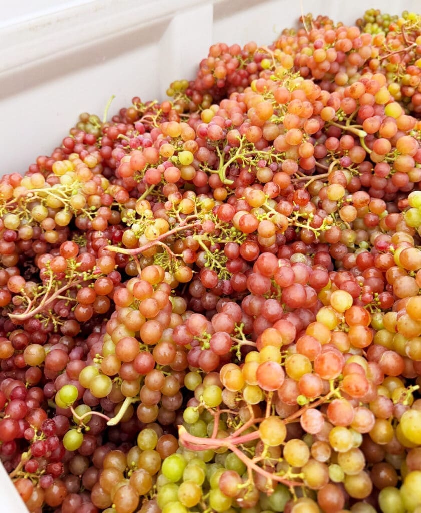 Blue Grouse Estate Winery - Siegerrebe Grapes