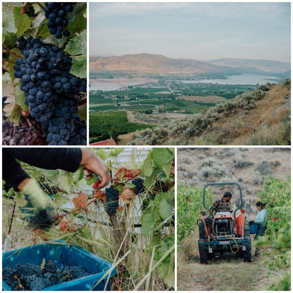 MFV Wines  - Harvesting Anarchist Mountain Pinot Noir