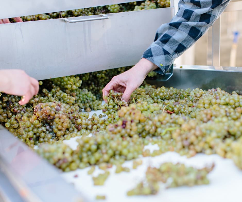 Haywire Wine Harvest