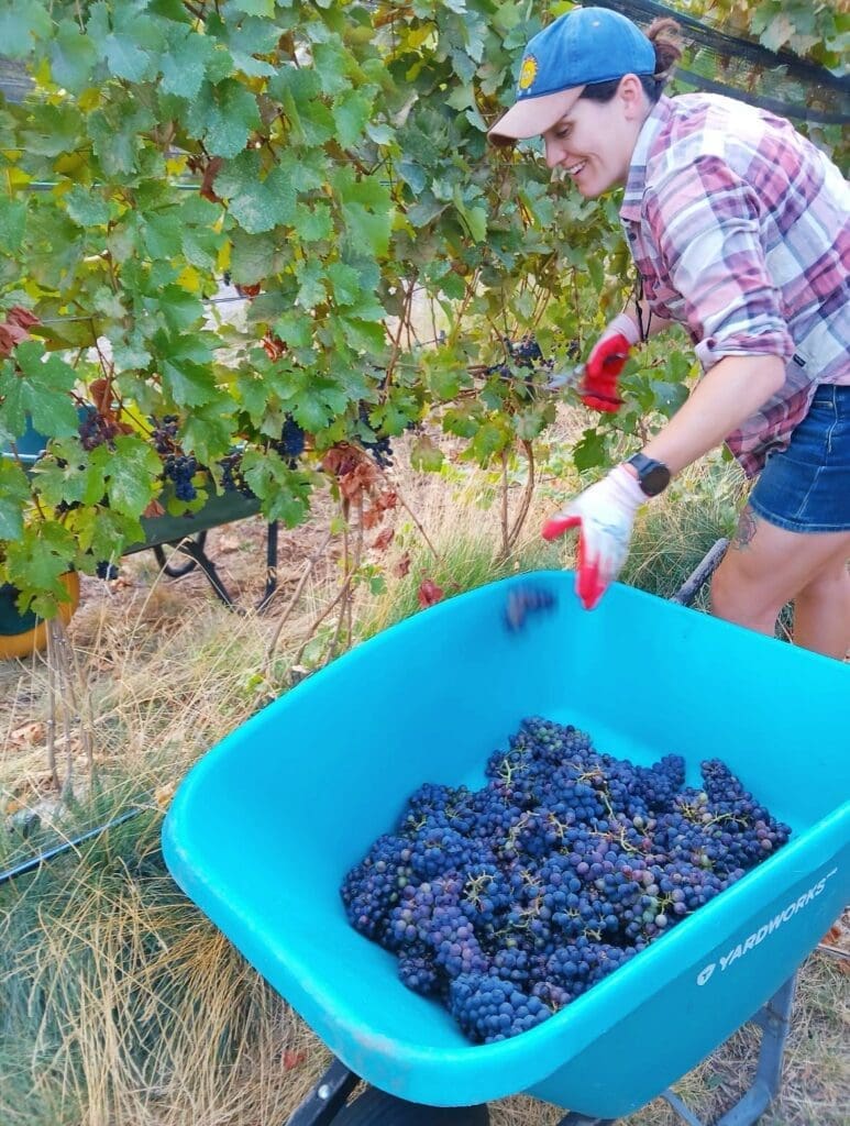 Harvesting Pinot Noir for Noble Ridge “The Pink One”! 
