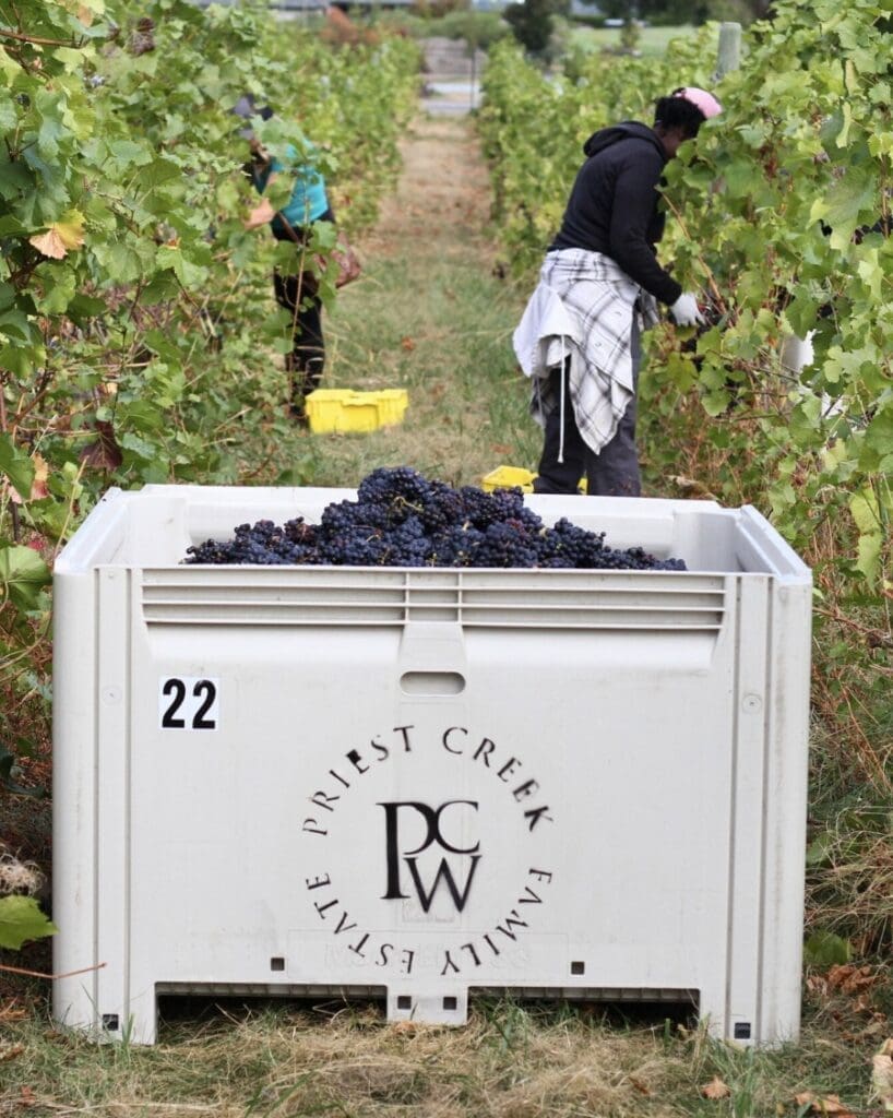 That’s a wrap on our Pinot Noir harvest at Priest Creek! 🍷 Now the winemaking magic begins!