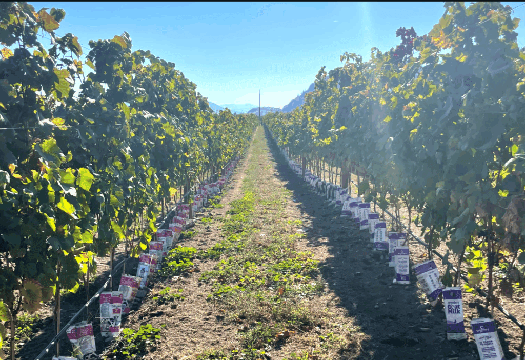 Vasanti Estate Winery – Gamay Noir Vines