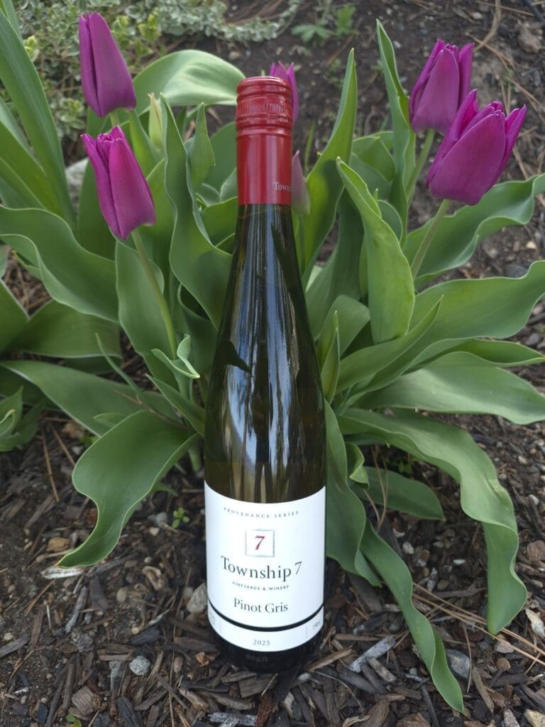 Township 7 Pinot Gris 2025